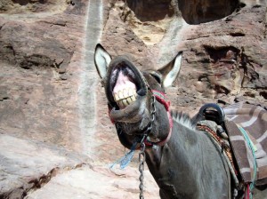 Laughing-Donkey-6546